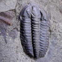 Lobocephalina emmrichi (Barrande, 1846), velikost - 22 mm (sag), jinecké souvrství, stupeň drum, Jince